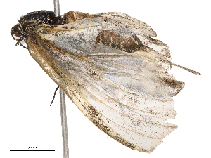  (Erateina cometaris - CBG-B23997-E09)  @11 [ ] CreativeCommons - Attribution Share - Alike (2025) CBG Photography Group Centre for Biodiversity Genomics