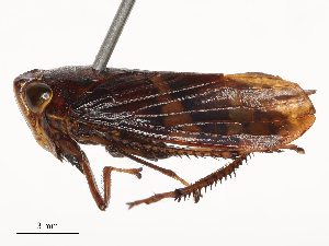  (Terulia paradispar - CBG-B24005-E11)  @11 [ ] CreativeCommons - Attribution Share - Alike (2025) CBG Photography Group Centre for Biodiversity Genomics