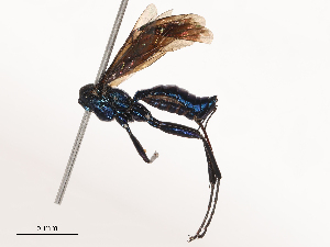  (Pimpla caerulea - CBG-B24011-C08)  @11 [ ] CreativeCommons - Attribution Share - Alike (2025) CBG Photography Group Centre for Biodiversity Genomics