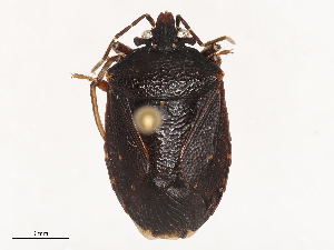  ( - CBG-B24017-B11)  @11 [ ] CreativeCommons - Attribution Share - Alike (2025) CBG Photography Group Centre for Biodiversity Genomics
