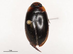  ( - CBG-B24017-B12)  @11 [ ] CreativeCommons - Attribution Share - Alike (2025) CBG Photography Group Centre for Biodiversity Genomics