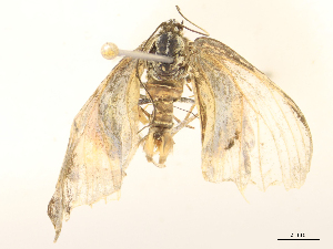  ( - CBG-B24041-C05)  @11 [ ] CreativeCommons - Attribution Share - Alike (2025) CBG Photography Group Centre for Biodiversity Genomics