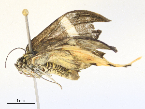  ( - CBG-B24041-C11)  @11 [ ] CreativeCommons - Attribution Share - Alike (2025) CBG Photography Group Centre for Biodiversity Genomics