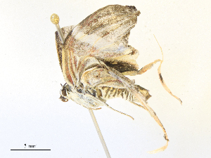  ( - CBG-B24041-D12)  @11 [ ] CreativeCommons - Attribution Share - Alike (2025) CBG Photography Group Centre for Biodiversity Genomics