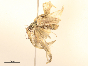  ( - CBG-B24041-E03)  @11 [ ] CreativeCommons - Attribution Share - Alike (2025) CBG Photography Group Centre for Biodiversity Genomics