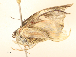  ( - CBG-B24041-F05)  @11 [ ] CreativeCommons - Attribution Share - Alike (2025) CBG Photography Group Centre for Biodiversity Genomics