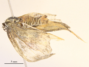  ( - CBG-B24041-G11)  @11 [ ] CreativeCommons - Attribution Share - Alike (2025) CBG Photography Group Centre for Biodiversity Genomics