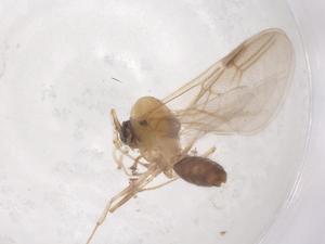  ( - CBG-B24061-A07)  @11 [ ] CreativeCommons - Attribution Share - Alike (2025) Centre for Biodiversity Genomics Centre for Biodiversity Genomics