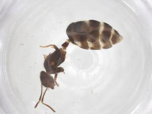  ( - CBG-B24071-H10)  @11 [ ] CreativeCommons - Attribution Share - Alike (2025) Centre for Biodiversity Genomics Centre for Biodiversity Genomics