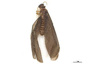  ( - CBG-B24162-H08)  @11 [ ] CreativeCommons - Attribution Share - Alike (2025) CBG Photography Group Centre for Biodiversity Genomics