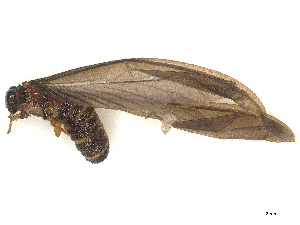  ( - CBG-B24162-H09)  @11 [ ] CreativeCommons - Attribution Share - Alike (2025) CBG Photography Group Centre for Biodiversity Genomics