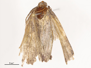  ( - CBG-B24163-H01)  @11 [ ] CreativeCommons - Attribution Share - Alike (2025) CBG Photography Group Centre for Biodiversity Genomics