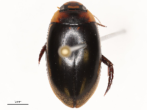  ( - CBG-B24176-E09)  @11 [ ] CreativeCommons - Attribution Share - Alike (2025) CBG Photography Group Centre for Biodiversity Genomics