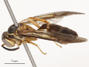  ( - CBG-B24178-C03)  @11 [ ] CreativeCommons - Attribution Share - Alike (2025) CBG Photography Group Centre for Biodiversity Genomics