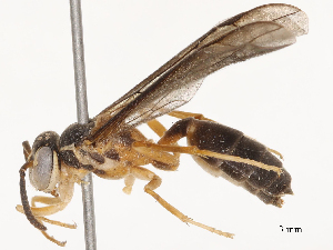  ( - CBG-B24178-C04)  @11 [ ] CreativeCommons - Attribution Share - Alike (2025) CBG Photography Group Centre for Biodiversity Genomics