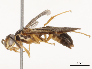  ( - CBG-B24178-C05)  @11 [ ] CreativeCommons - Attribution Share - Alike (2025) CBG Photography Group Centre for Biodiversity Genomics