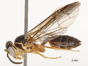  ( - CBG-B24178-D03)  @11 [ ] CreativeCommons - Attribution Share - Alike (2025) CBG Photography Group Centre for Biodiversity Genomics