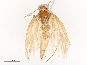  ( - CBG-B24178-H01)  @11 [ ] CreativeCommons - Attribution Share - Alike (2025) CBG Photography Group Centre for Biodiversity Genomics