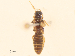  ( - CBG-B24180-H10)  @11 [ ] CreativeCommons - Attribution Share - Alike (2025) CBG Photography Group Centre for Biodiversity Genomics