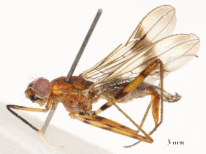  ( - CBG-B24183-H06)  @11 [ ] CreativeCommons - Attribution Share - Alike (2025) CBG Photography Group Centre for Biodiversity Genomics