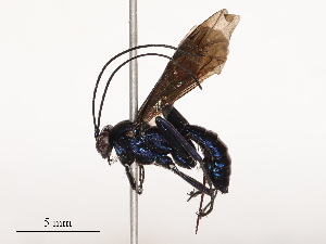  ( - CBG-B00395-A09)  @11 [ ] CreativeCommons - Attribution Share - Alike (2025) CBG Photography Group Centre for Biodiversity Genomics