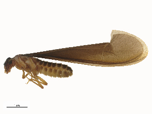  ( - CBG-B00396-H06)  @11 [ ] CreativeCommons - Attribution Share - Alike (2025) CBG Photography Group Centre for Biodiversity Genomics