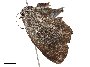  ( - CBG-B00397-C04)  @11 [ ] CreativeCommons - Attribution Share - Alike (2025) CBG Photography Group Centre for Biodiversity Genomics