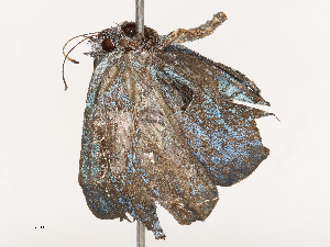  ( - CBG-B00397-E05)  @11 [ ] CreativeCommons - Attribution Share - Alike (2025) CBG Photography Group Centre for Biodiversity Genomics