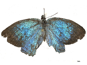  ( - CBG-B00397-E06)  @11 [ ] CreativeCommons - Attribution Share - Alike (2025) CBG Photography Group Centre for Biodiversity Genomics