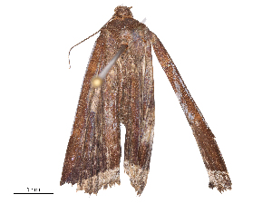  ( - CBG-B19438-A06)  @11 [ ] CreativeCommons - Attribution Share - Alike (2025) CBG Photography Group Centre for Biodiversity Genomics