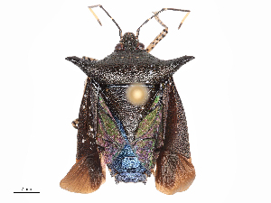  ( - CBG-B19438-G09)  @11 [ ] CreativeCommons - Attribution Share - Alike (2025) CBG Photography Group Centre for Biodiversity Genomics