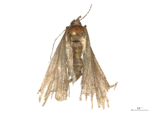  ( - CBG-B19498-H02)  @11 [ ] CreativeCommons - Attribution Share - Alike (2025) CBG Photography Group Centre for Biodiversity Genomics