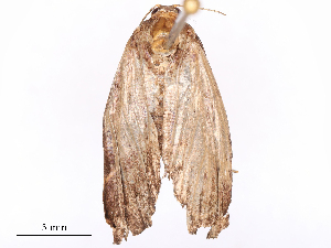  ( - CBG-B19504-A12)  @11 [ ] CreativeCommons - Attribution Share - Alike (2025) CBG Photography Group Centre for Biodiversity Genomics