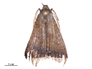  ( - CBG-B19514-A07)  @11 [ ] CreativeCommons - Attribution Share - Alike (2025) CBG Photography Group Centre for Biodiversity Genomics