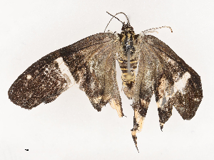  ( - CBG-B21859-F01)  @11 [ ] CreativeCommons - Attribution Share - Alike (2025) CBG Photography Group Centre for Biodiversity Genomics