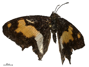  ( - CBG-B21859-G02)  @11 [ ] CreativeCommons - Attribution Share - Alike (2025) CBG Photography Group Centre for Biodiversity Genomics