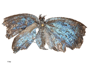  ( - CBG-B21975-B08)  @11 [ ] CreativeCommons - Attribution Share - Alike (2025) CBG Photography Group Centre for Biodiversity Genomics