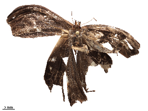  (Taygetis sylvia - CBG-B21975-F04)  @11 [ ] CreativeCommons - Attribution Share - Alike (2025) CBG Photography Group Centre for Biodiversity Genomics