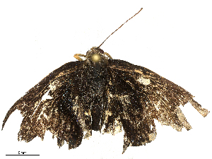  ( - CBG-B21975-F10)  @11 [ ] CreativeCommons - Attribution Share - Alike (2025) CBG Photography Group Centre for Biodiversity Genomics