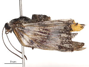  ( - CBG-B22363-A02)  @11 [ ] CreativeCommons - Attribution Share - Alike (2025) CBG Photography Group Centre for Biodiversity Genomics