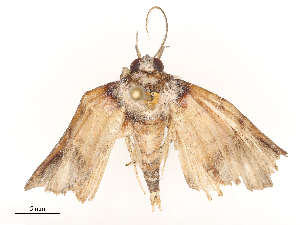  ( - CBG-B22363-D05)  @11 [ ] CreativeCommons - Attribution Share - Alike (2025) CBG Photography Group Centre for Biodiversity Genomics