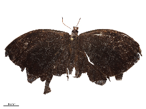  ( - CBG-B22363-H10)  @11 [ ] CreativeCommons - Attribution Share - Alike (2025) CBG Photography Group Centre for Biodiversity Genomics