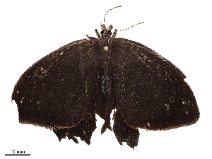  ( - CBG-B22363-H11)  @11 [ ] CreativeCommons - Attribution Share - Alike (2025) CBG Photography Group Centre for Biodiversity Genomics