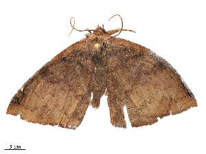  ( - CBG-B22365-F06)  @11 [ ] CreativeCommons - Attribution Share - Alike (2025) CBG Photography Group Centre for Biodiversity Genomics