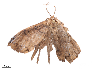  ( - CBG-B22365-G04)  @11 [ ] CreativeCommons - Attribution Share - Alike (2025) CBG Photography Group Centre for Biodiversity Genomics