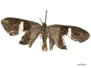  ( - CBG-B22368-G04)  @11 [ ] CreativeCommons - Attribution Share - Alike (2025) CBG Photography Group Centre for Biodiversity Genomics