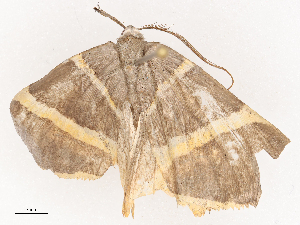  ( - CBG-B22375-A11)  @11 [ ] CreativeCommons - Attribution Share - Alike (2025) CBG Photography Group Centre for Biodiversity Genomics