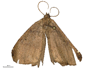  ( - CBG-B22375-E10)  @11 [ ] CreativeCommons - Attribution Share - Alike (2025) CBG Photography Group Centre for Biodiversity Genomics