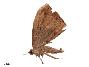  ( - CBG-B22376-G07)  @11 [ ] CreativeCommons - Attribution Share - Alike (2025) CBG Photography Group Centre for Biodiversity Genomics