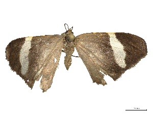  ( - CBG-B22379-B07)  @11 [ ] CreativeCommons - Attribution Share - Alike (2025) CBG Photography Group Centre for Biodiversity Genomics